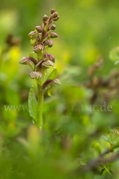 Grüne Hohlzunge (Coeloglossum viride)