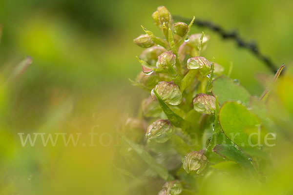 Grüne Hohlzunge (Coeloglossum viride)