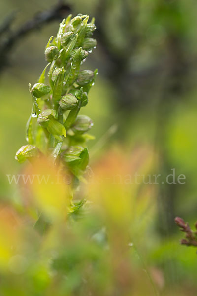 Grüne Hohlzunge (Coeloglossum viride)