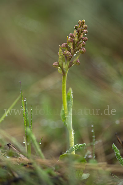 Grüne Hohlzunge (Coeloglossum viride)