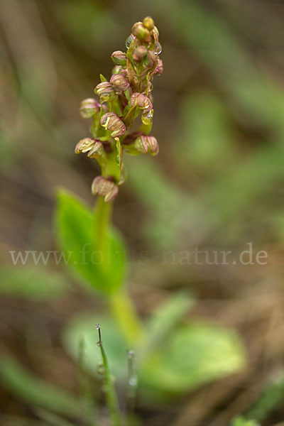 Grüne Hohlzunge (Coeloglossum viride)