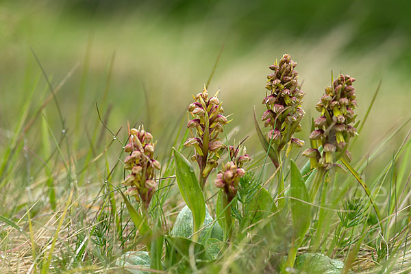 Grüne Hohlzunge (Coeloglossum viride)