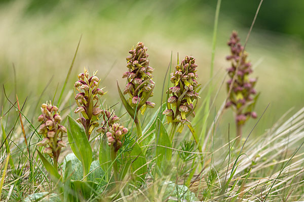 Grüne Hohlzunge (Coeloglossum viride)