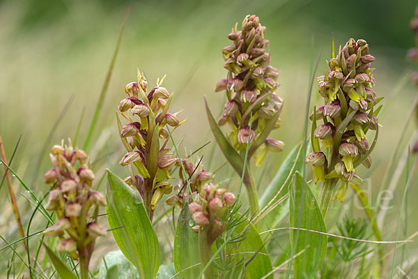 Grüne Hohlzunge (Coeloglossum viride)