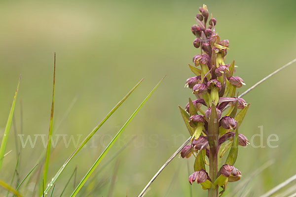 Grüne Hohlzunge (Coeloglossum viride)