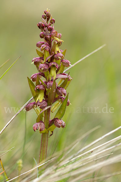 Grüne Hohlzunge (Coeloglossum viride)