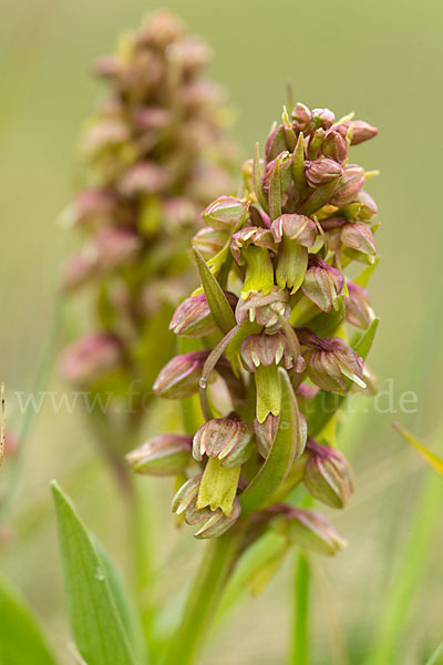 Grüne Hohlzunge (Coeloglossum viride)