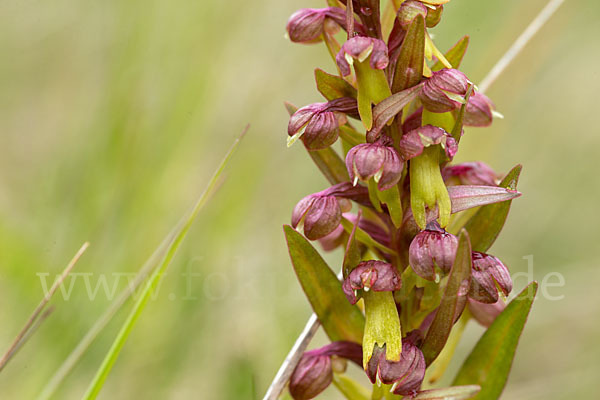 Grüne Hohlzunge (Coeloglossum viride)