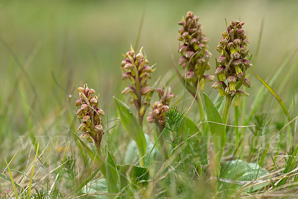 Grüne Hohlzunge (Coeloglossum viride)