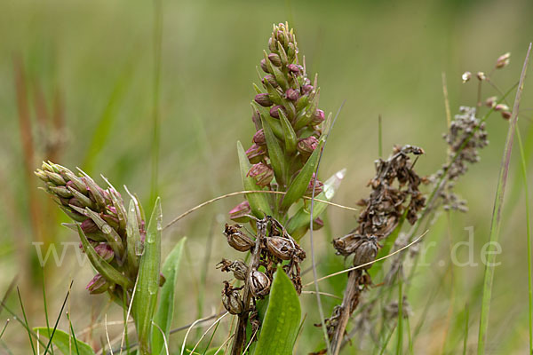 Grüne Hohlzunge (Coeloglossum viride)