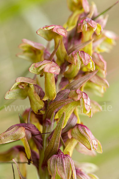 Grüne Hohlzunge (Coeloglossum viride)