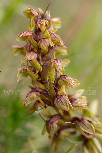 Grüne Hohlzunge (Coeloglossum viride)