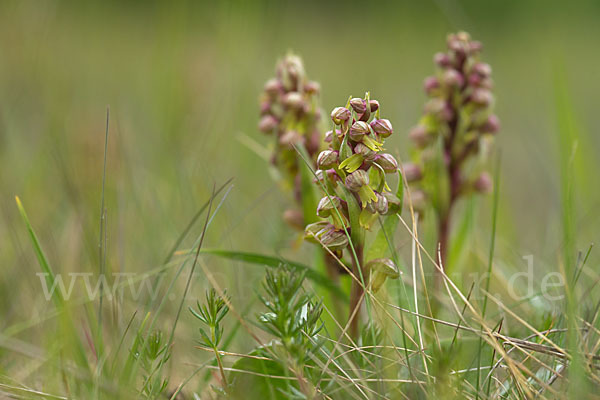 Grüne Hohlzunge (Coeloglossum viride)