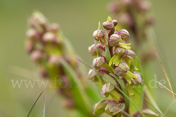 Grüne Hohlzunge (Coeloglossum viride)