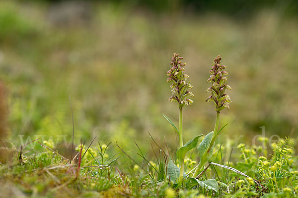 Grüne Hohlzunge (Coeloglossum viride)