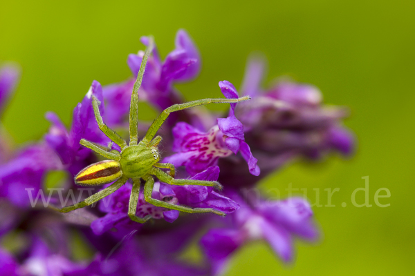 Grüne Huschspinne (Micrommata  virescens)