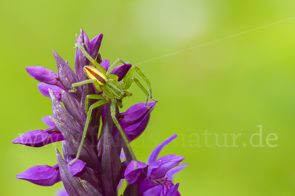 Grüne Huschspinne (Micrommata  virescens)