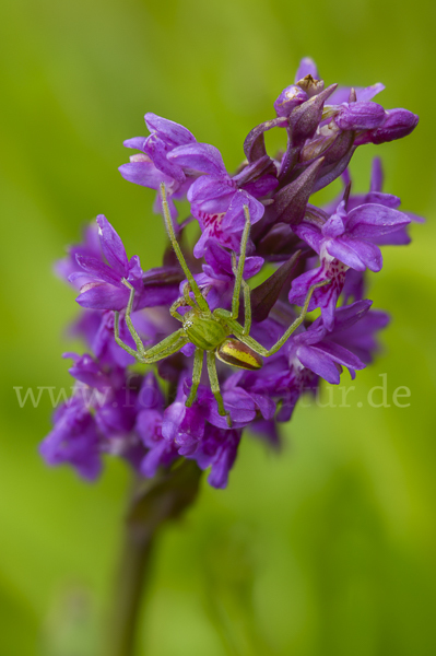 Grüne Huschspinne (Micrommata  virescens)