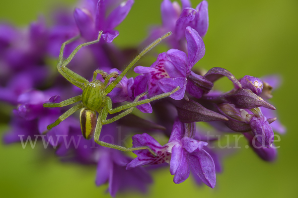 Grüne Huschspinne (Micrommata  virescens)