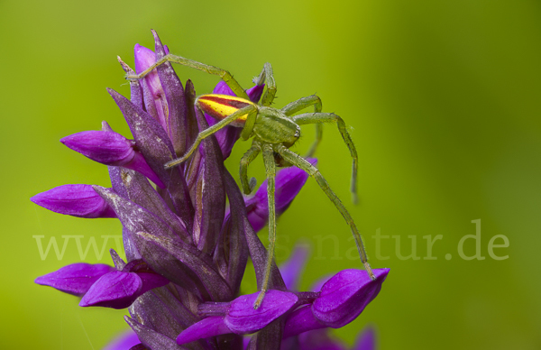 Grüne Huschspinne (Micrommata  virescens)