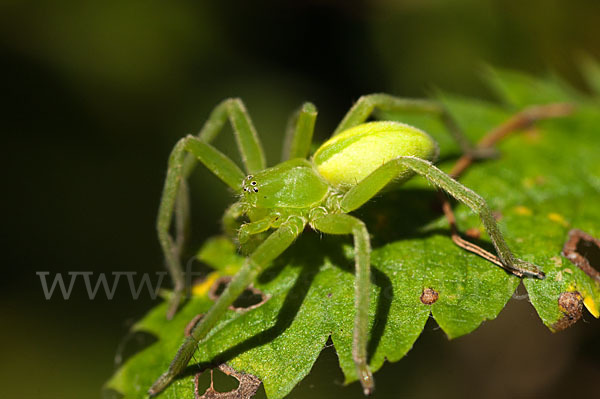 Grüne Huschspinne (Micrommata  virescens)