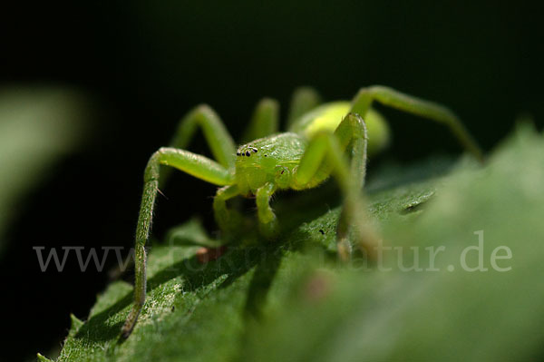 Grüne Huschspinne (Micrommata  virescens)