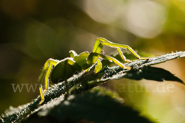 Grüne Huschspinne (Micrommata  virescens)