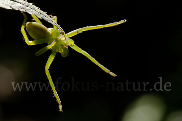 Grüne Huschspinne (Micrommata  virescens)