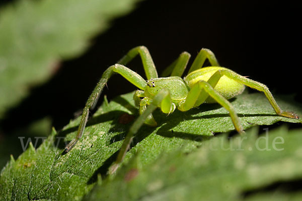 Grüne Huschspinne (Micrommata  virescens)