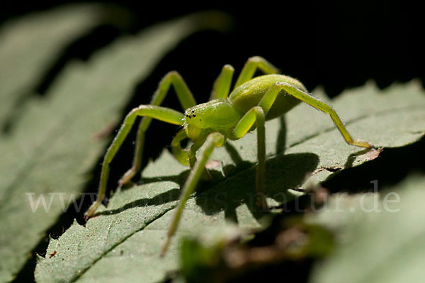 Grüne Huschspinne (Micrommata  virescens)