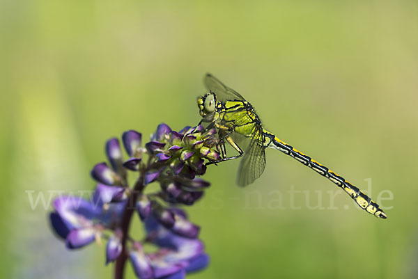 Grüne Keiljungfer (Ophiogomphus cecilia)