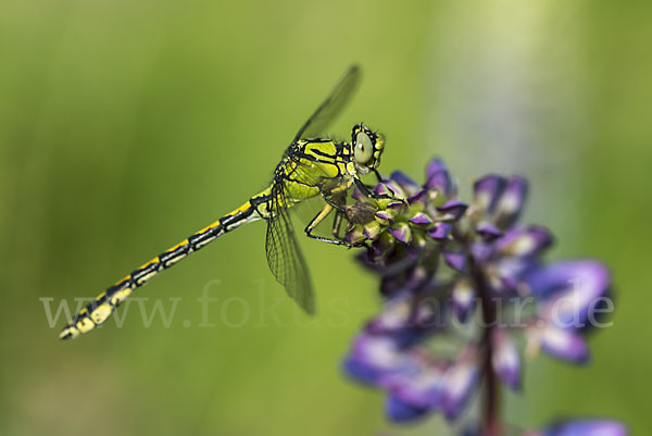 Grüne Keiljungfer (Ophiogomphus cecilia)