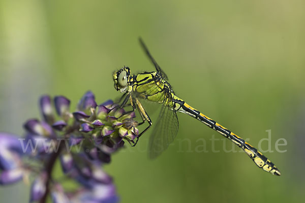 Grüne Keiljungfer (Ophiogomphus cecilia)