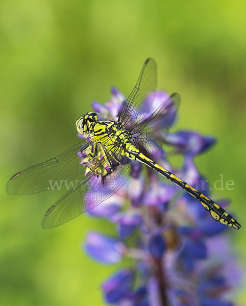 Grüne Keiljungfer (Ophiogomphus cecilia)