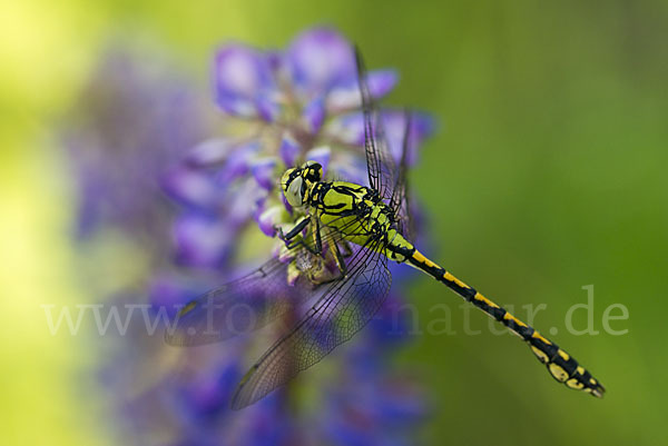 Grüne Keiljungfer (Ophiogomphus cecilia)