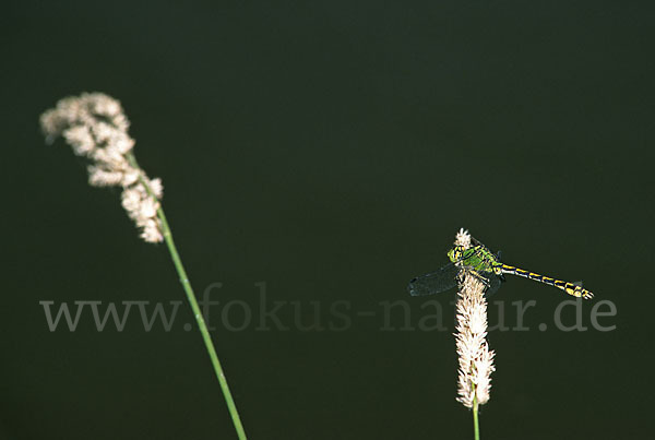 Grüne Keiljungfer (Ophiogomphus cecilia)