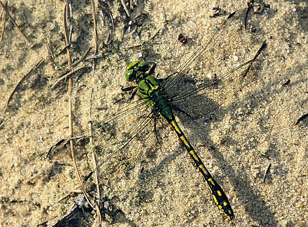 Grüne Keiljungfer (Ophiogomphus cecilia)