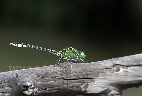 Grüne Keiljungfer (Ophiogomphus cecilia)