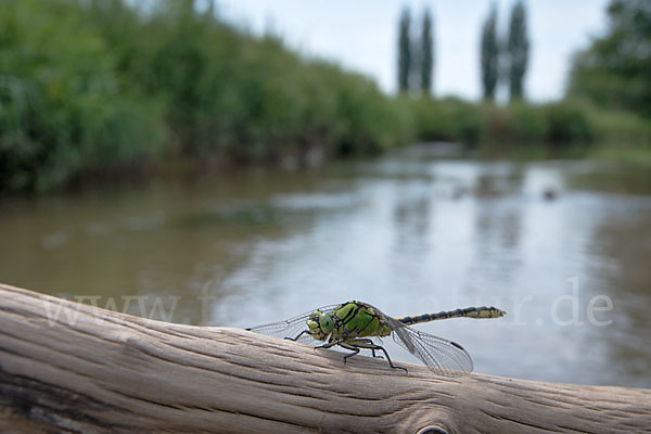 Grüne Keiljungfer (Ophiogomphus cecilia)