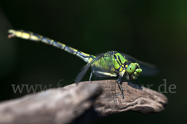 Grüne Keiljungfer (Ophiogomphus cecilia)