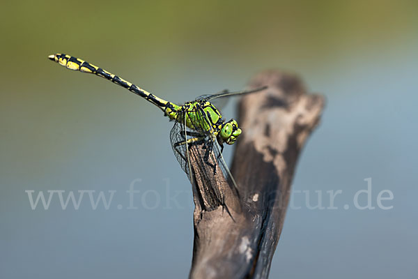 Grüne Keiljungfer (Ophiogomphus cecilia)