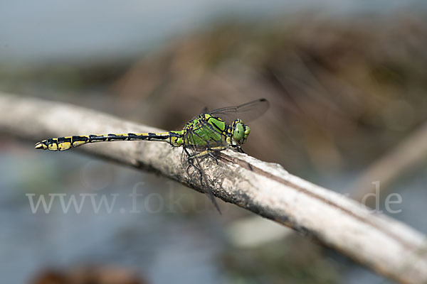 Grüne Keiljungfer (Ophiogomphus cecilia)