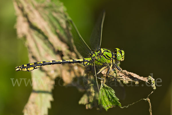 Grüne Keiljungfer (Ophiogomphus cecilia)