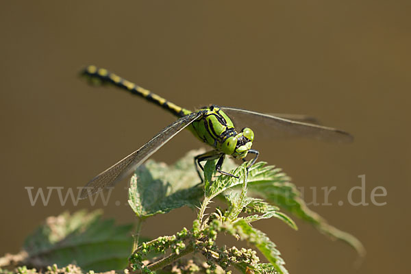 Grüne Keiljungfer (Ophiogomphus cecilia)