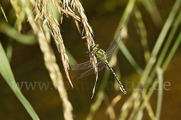 Grüne Keiljungfer (Ophiogomphus cecilia)