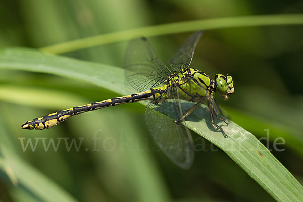 Grüne Keiljungfer (Ophiogomphus cecilia)