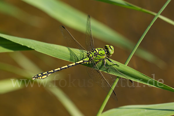 Grüne Keiljungfer (Ophiogomphus cecilia)