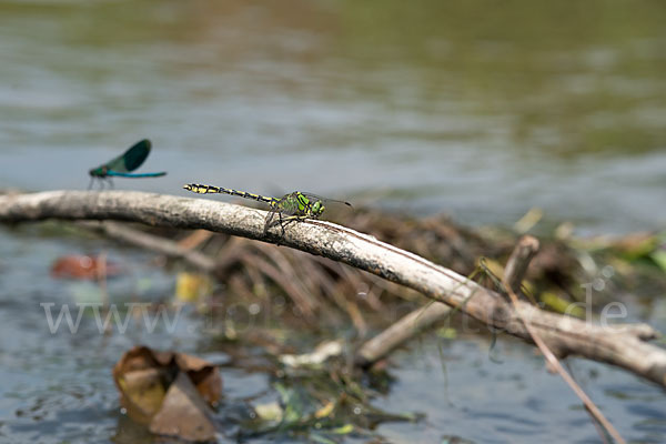 Grüne Keiljungfer (Ophiogomphus cecilia)