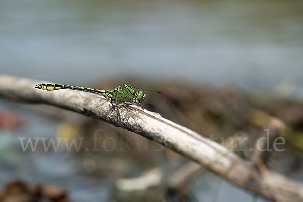 Grüne Keiljungfer (Ophiogomphus cecilia)