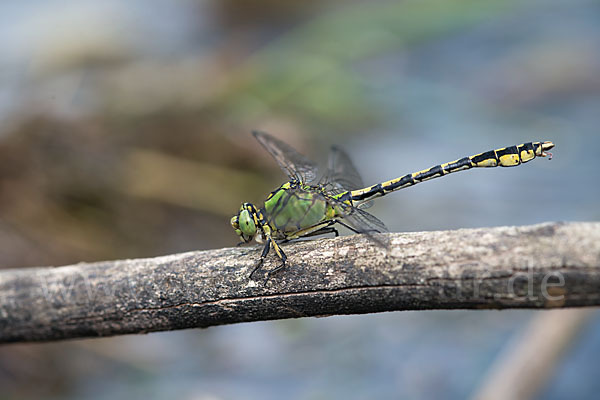 Grüne Keiljungfer (Ophiogomphus cecilia)